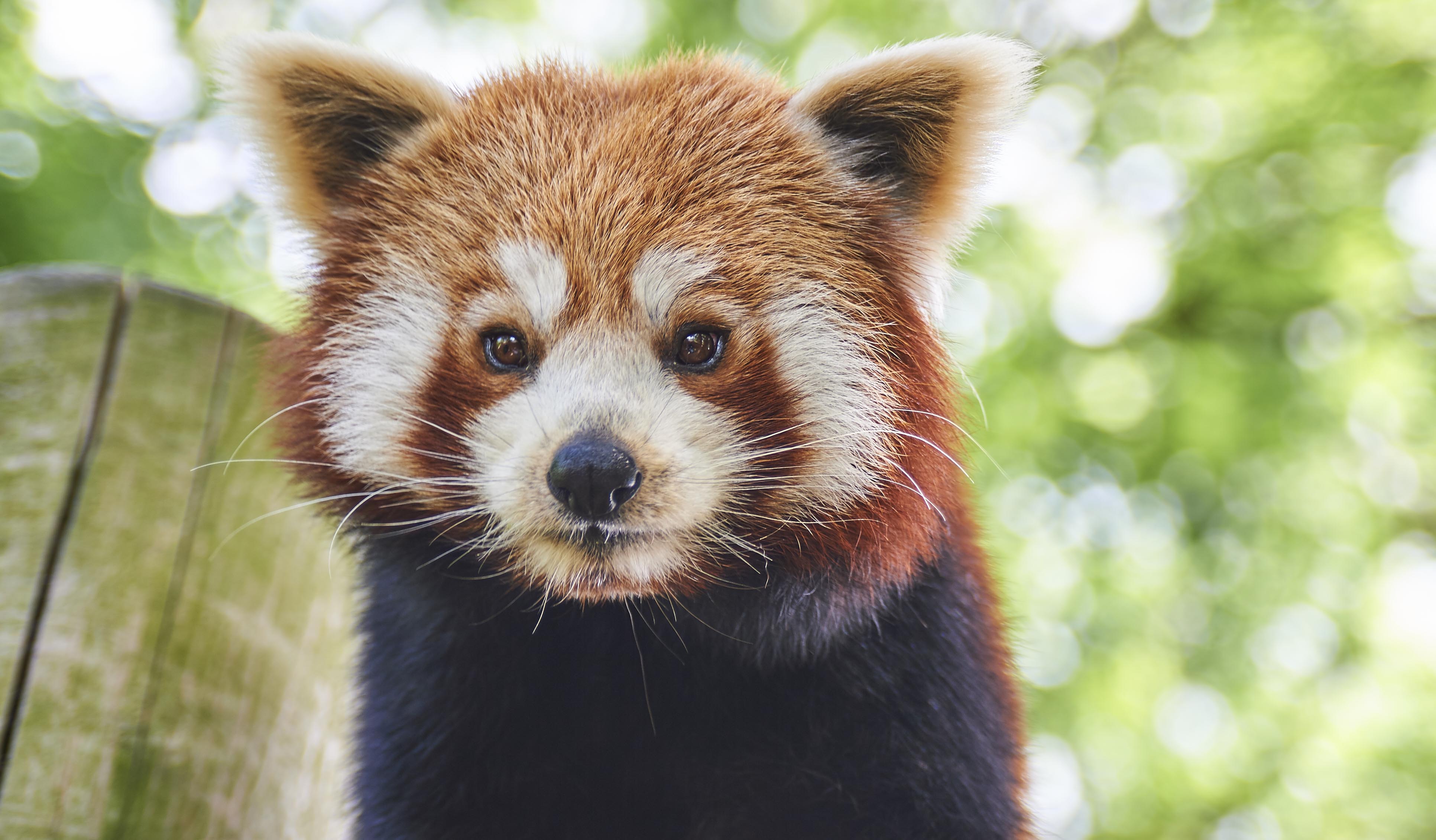 Adopt a Red Panda Sponsor a Red Panda UK Drusillas Park