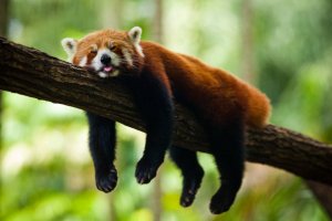 red_panda_sleeping.jpg