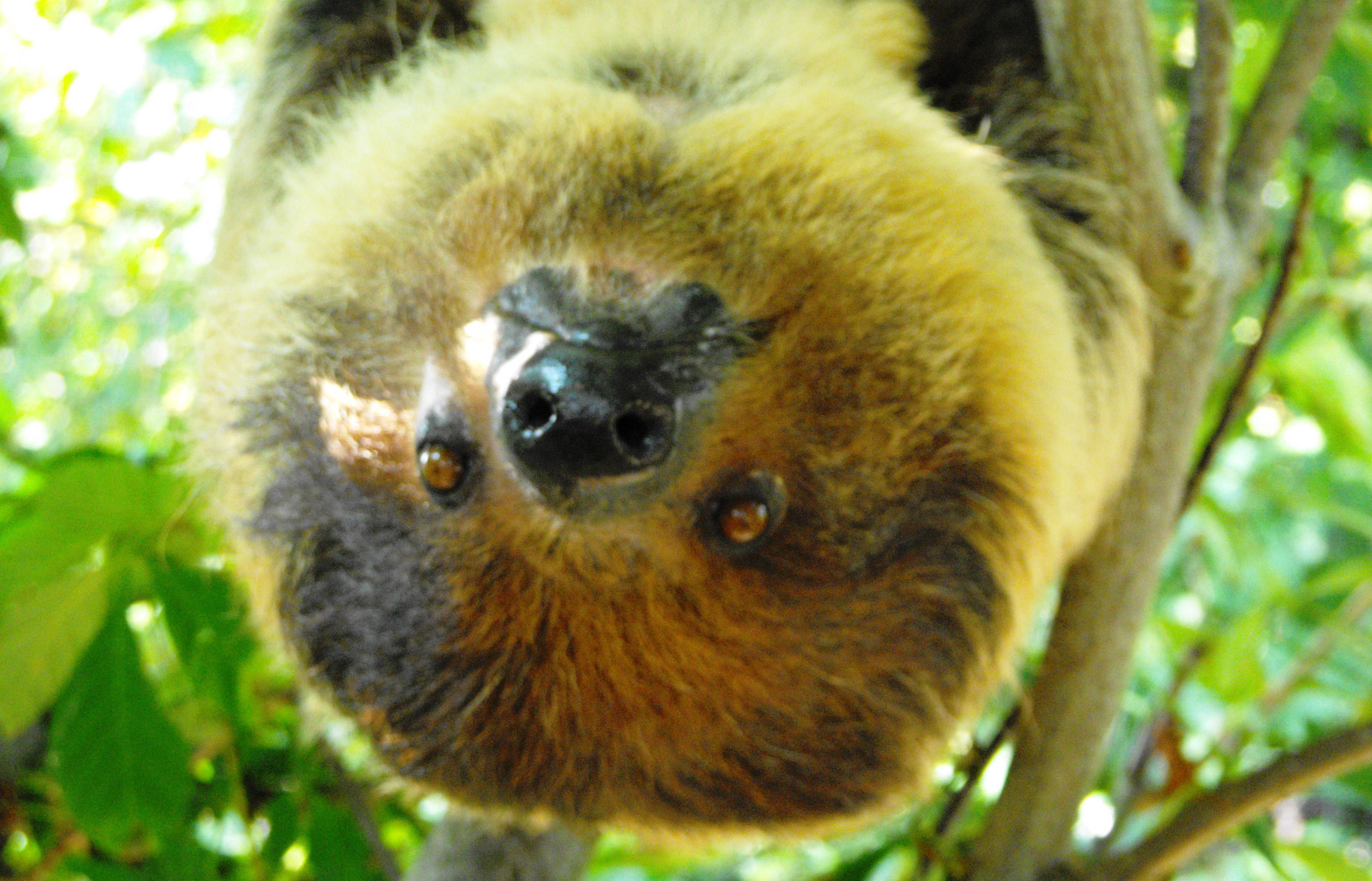 Sloth Experience | Sloth Encounter UK | Drusillas Park