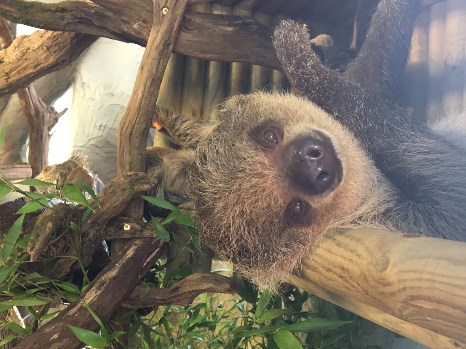 Sloth Experience | Sloth Encounter UK | Drusillas Park