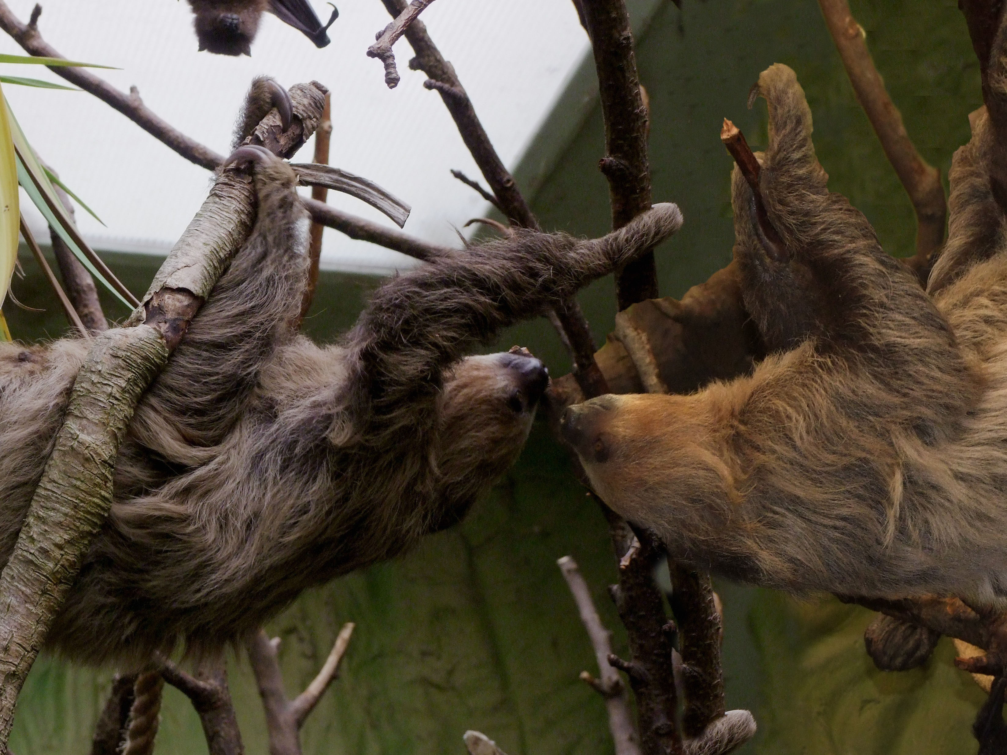 sloth encounter gulf breeze zoo