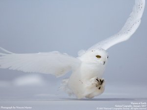 snowy_owl_flight.jpeg.jpg